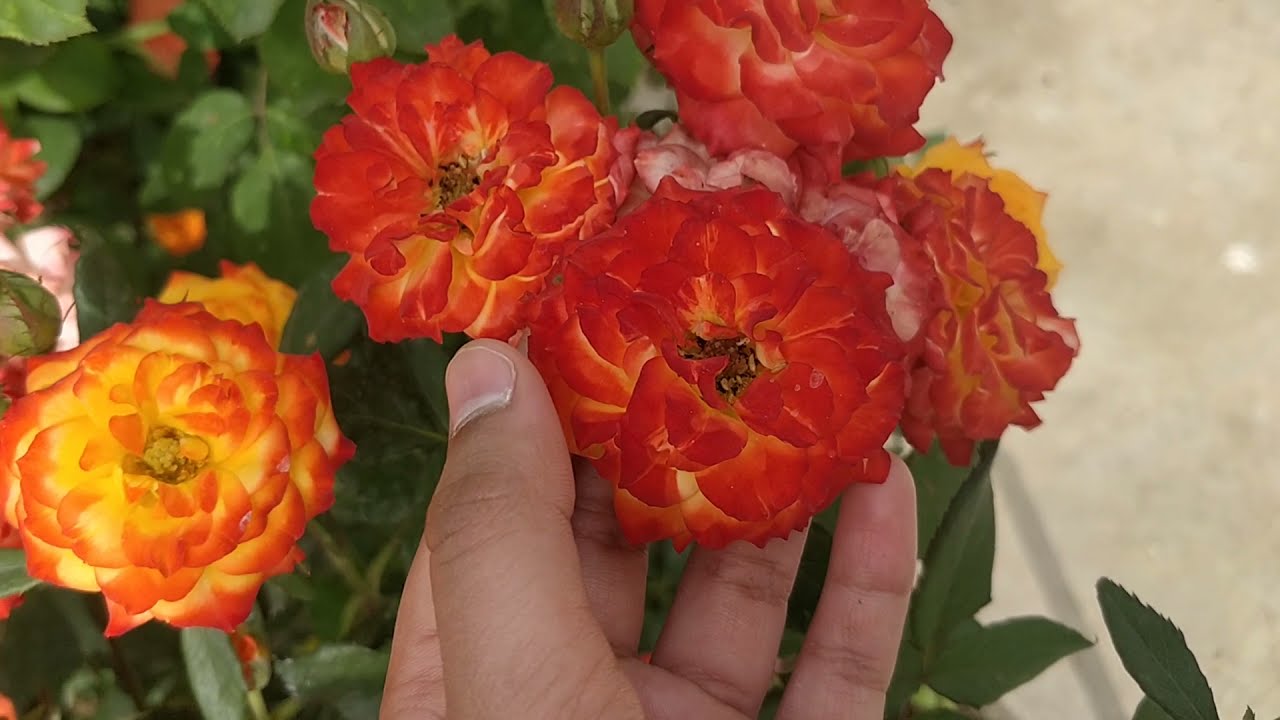 karishma
